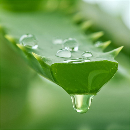 Aloe Vera Extract