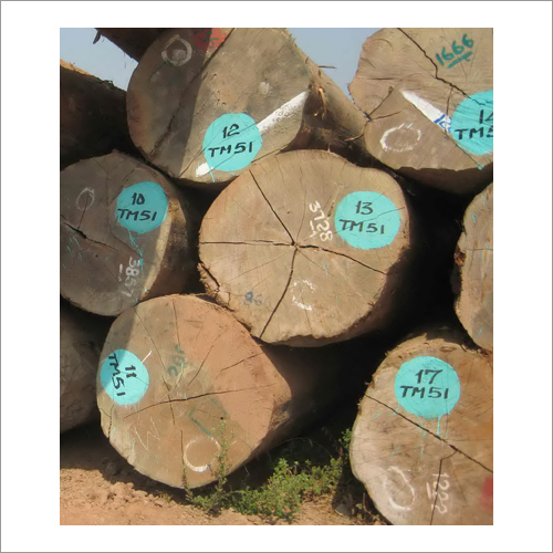 Burma Teak