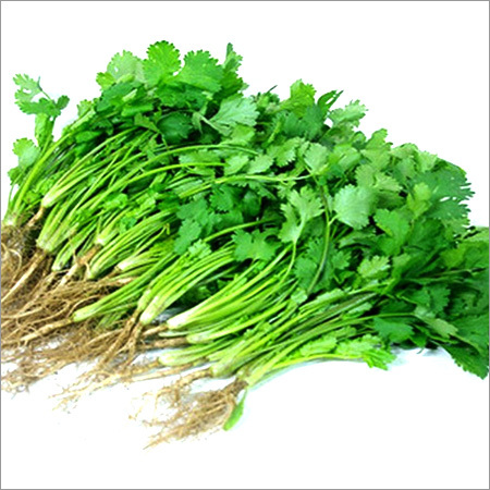 Coriander Leaves
