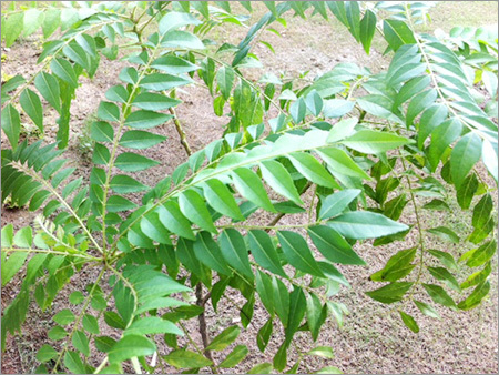 Curry Leaf