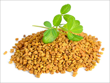 Fenugreek Seeds - Irregular Small Size, Yellowish-Brown Color | Aromatic, Flavorful, Nutritious, High Purity, Natural, Versatile, Low Moisture, Bulk Packaged