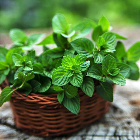 Mint Leaves
