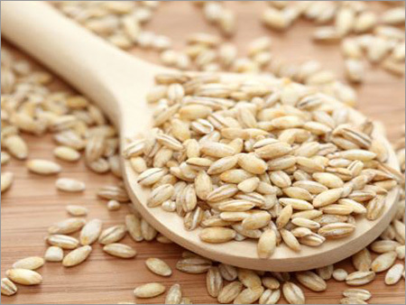 Barley Grains