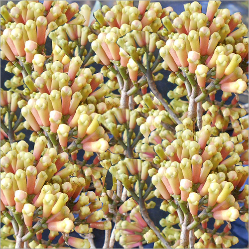 Clove Seeds
