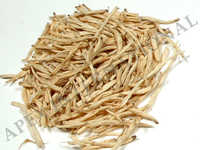 Safed Musli Root