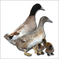 Poultry Duck