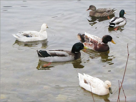 Pet Duck Farming