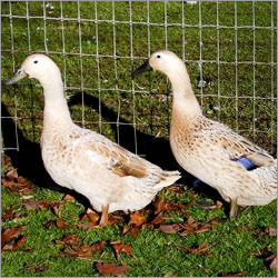 Raising Duck Farming
