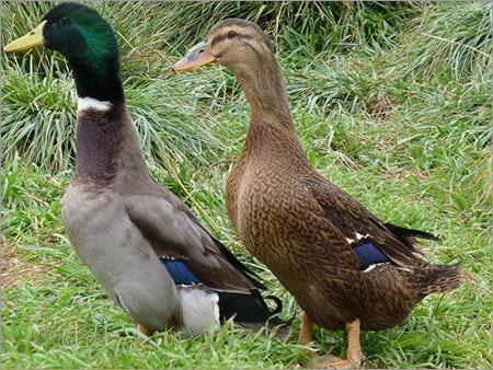 Male Duck