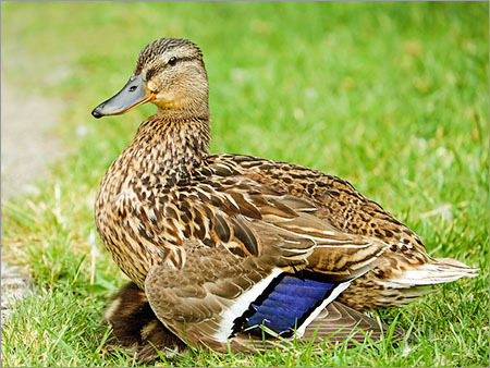 Female Duck