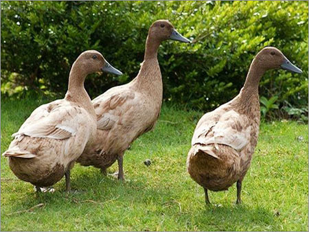 Raising Male Duck