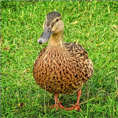 female duck