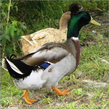 Raising Female Duck