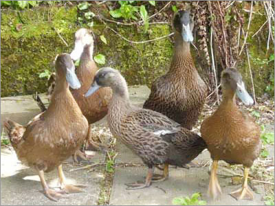Livestock Duck Farming