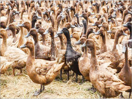 Raising Duck