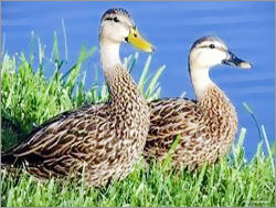 Duck Farming