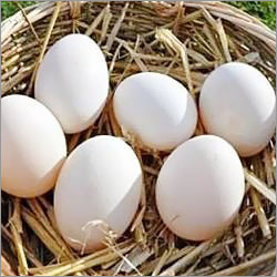 Duck Eggs