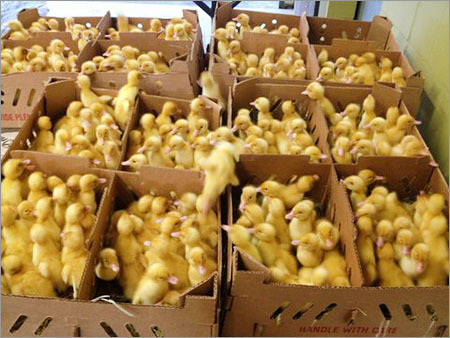 Duck Baby