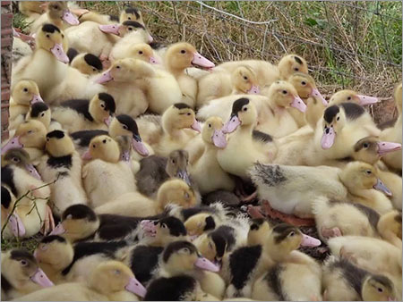Duck Farming