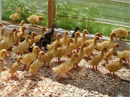 Duck Chick