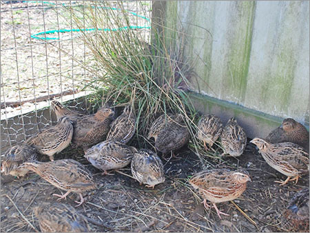 duck farming