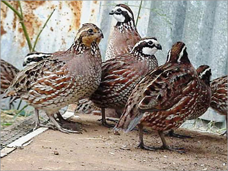 Poultry Male Duck
