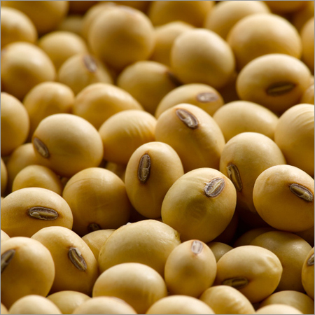 Soyabean