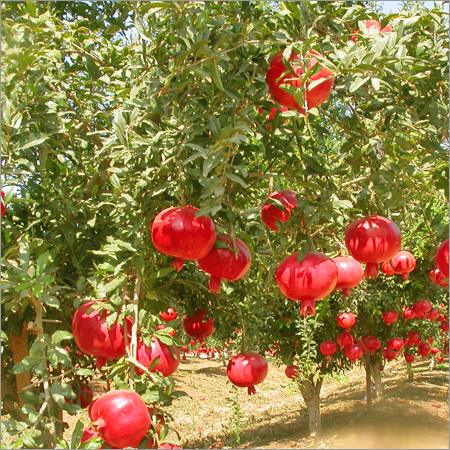 Fresh Pomegranate