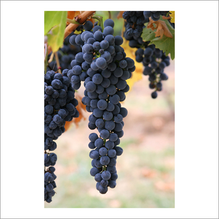 Grapes