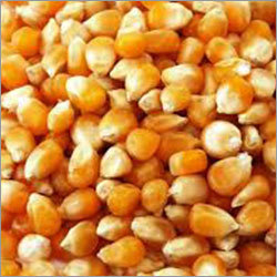 Yellow Maize