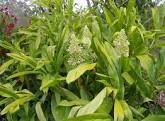 Alpinia Galanga Extract