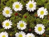 Anacyclus pyrethrum