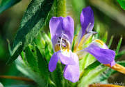 Asteracantha Longifolia - Solvent Extraction Powder, Extract from Leaves, Stems, Roots | Anti-Inflammatory, Antioxidant, Hepatoprotective, Neuroprotective, Antimicrobial, Immunomodulatory