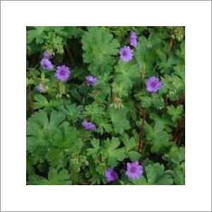 Aromablendz Geranium Oil