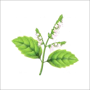 Aromablendz Patchouli Oil