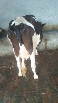 Black and White HF Cows