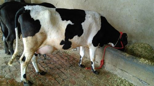 Black Holstein Friesian Cows