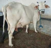 Pure Desi Cows