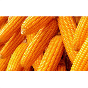 Raw Maize