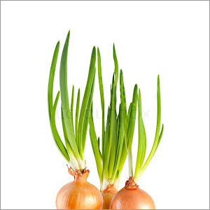 Fresh Onion