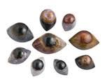 Shiva Eye Stones
