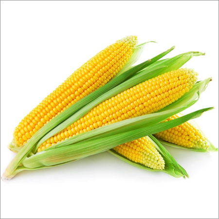 Yellow Corn