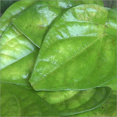 Betel Leaves