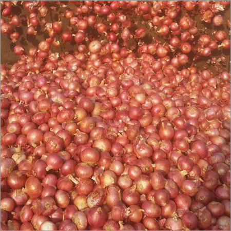Fresh Red Onion - Variable Size, Red Color | Crisp, Juicy, Flavorful, Versatile