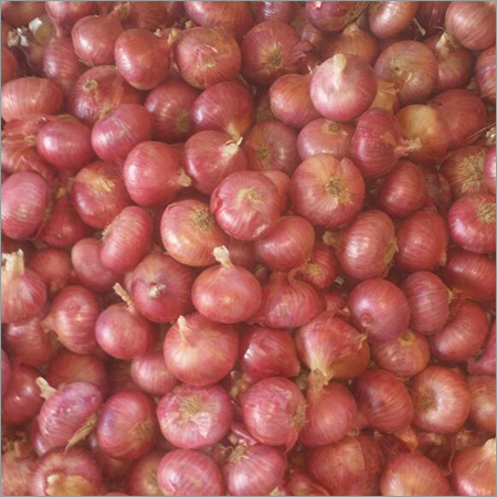 Onion