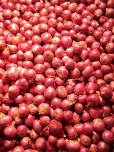 Fresh Onion