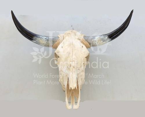 Natural Buffalo Skull With Horn
