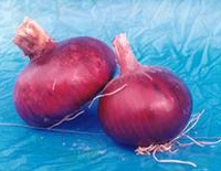 Frozen Onion