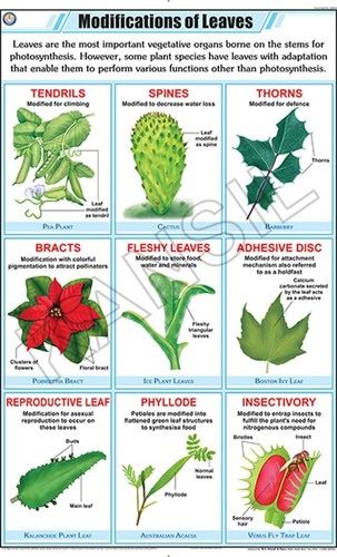 leaf-modification-chart-dimensions-58-a-90-centimeter-cm-at-best