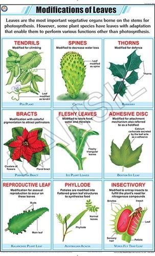 Leaf Modification Chart